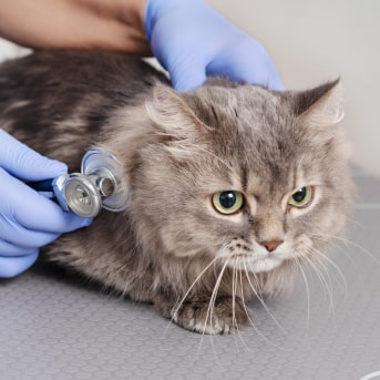 botiquin de emergencia para gatos